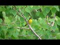 common yellowthroat habitat 10 june 2023