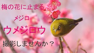 春がくる。梅とメジロを撮影に行きましょう。