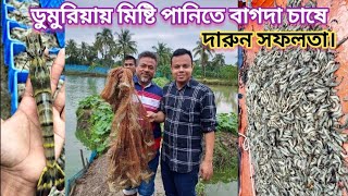 ডুমুরিয়ায় মিষ্টি পানিতে বাগদা চাষে দারুন সফলতা। পর্ব-২ হাসানপুর, রুদাঘরা,ডুমুরিয়া খুলনা।