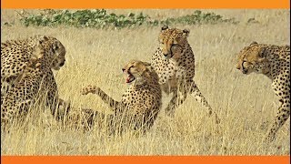 4 Male Cheetahs Against 1 Female