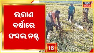 Ganjam Crop damage: ବର୍ଷା ଛାଡ଼ିଯାଇଥିଲେ ବି ଛାଡ଼ିଯାଇଛି ଦୁର୍ଦଶା, ଚିନ୍ତାରେ ଚାଷୀ