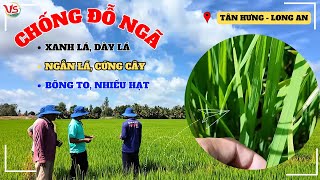 CHỐNG ĐỖ NGÃ TRÊN GIỐNG LÚA OM5451, DÀY LÁ, XANH LÁ