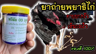 ยาถ่ายพยาธิไก่ชนเห็นผล 100%