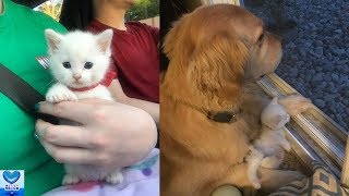 弱り果てた子猫の母親役を引き受けたのは大きな犬でした。その姿に心温まる【感動】