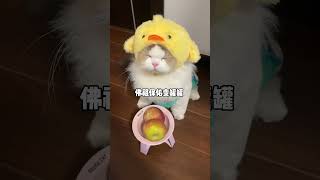 佛祖 给小胖猫我变两个罐罐吧～呆萌猫猫 这是我的小猪猫