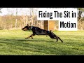 4-Ways To Make YOUR Dog Faster In The Sit Exercise!