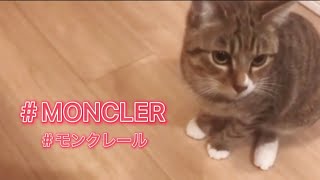 モンクレールがファーフリー宣言！猫のれおも賛成にゃ！