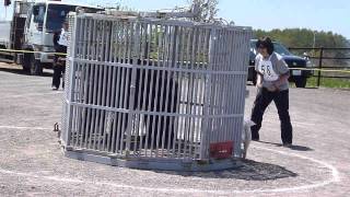 北海道犬・花鈴VSヒグマ花子