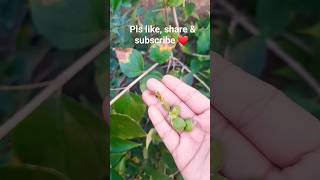 हरसिंगार पौधे के बीज को रखे या नही ?#harsingar seeds #shorts #viral #trending #youtube 😇