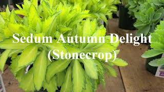 Sedum Autumn Joy \u0026 Autumn Delight (Stonecrop) // Easy to Grow \u0026 Look After, Multi-season Perennials!