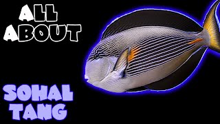 All About The Sohal Tang or Sohal Surgeonfish or Red Sea Clown Surgeonfish or Zebra Surgeonfish