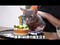 【子猫の成長記録・総集編】ヤマネコの血を引く子猫のやまとが来て1年。生後２ヶ月からのやまと総集編　後編 120