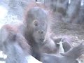 budi the baby orangutan and puppe