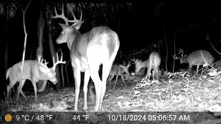 AMAZED What was Captured on State Game Lands! BIG Bucks EVERYWHERE: Trail Cam HIGHLIGHTS 2.6.25