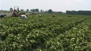 Titan Farms - Bell Pepper