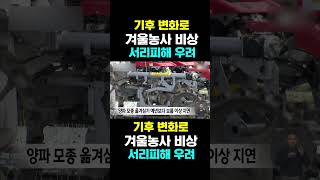 [한국농수산TV] 기후 변화로, 겨울농사 비상...  서리피해 우려