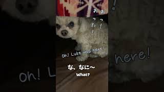 コタツで寝ない犬【関西弁でしゃべる犬】 #169 A dog that doesn't sleep in a kotatsu #shorts #funnyvideo #funnypets