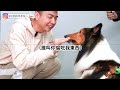 想養？蘇格蘭牧羊犬飼主親自分享！｜熊爸估狗