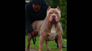 भारत के 10 सबसे ज्यादा पाले जाने वाले कुत्ते। 🦮🥰 Most popular dogs. #shorts #dog #pitbull #viral