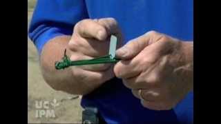Setting a Macabee gopher trap