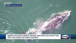 North Atlantic right whale and her calf spotted off Cape Cod coast