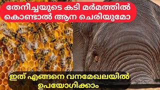 തേനീച്ച കുത്തിയാൽ ആന ചെരിയുമോ😱😱|ഇവരെ നല്ല രീതിയിൽ  എങ്ങനെ ഉപയോഗിക്കാം