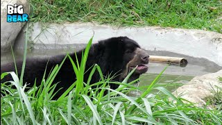 Charming Bear Enjoying a Refreshing Bath