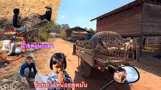 ครบหน้าครบตาทั้งครอบครัวมาช่วยบ่าวหน๋อยขุดมันที่สวนขนกลับไปบ้าน|ຄົບຫນ້າຄົບຕາຄອບຄົວອິນດີ້ຊ່ອຍຂຸດມັນ