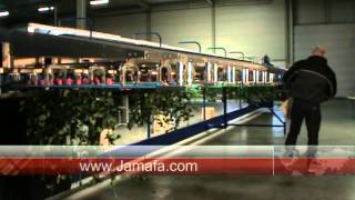 Jamafa quality rose grading line stil