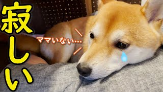 【かわいい】ママがいない寂しさを埋めるように甘えてくる柴犬