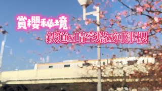 [LIVE]  旧中川：河津櫻X鉄道X晴空塔【阿雞旅行趣】冷到不行道東行 #鉄道風景 #河津櫻 #skytree