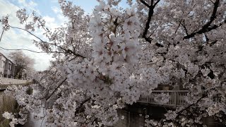 Riverside Cherry Blossom Viewing Guide | Perfectly Experiencing the Beauty of Sakura Along the Banks