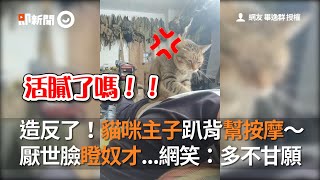 造反了！貓咪主子趴背幫按摩～　厭世臉瞪奴才...網笑：多不甘願│寵物│貓咪