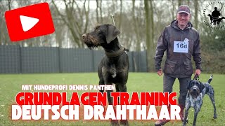 Basic Training German Wirehaired Pointer (2)- with dog professional Dennis Panthen