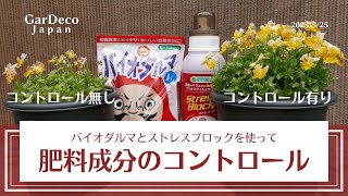 【ストレスブロック】肥料コントロール大成功？２つの資材を組み合わせて花数を増やす【バイオダルマ】