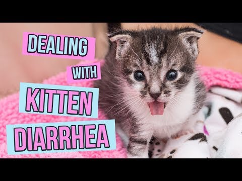 How to Deal With Kitten Diarrhea How to Deal With Kitten Diarrhea