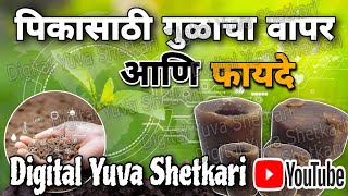 पिकासाठी गुळाचा वापर आणि फायदे #गूळ #jaggary #shetkari (@digital_yuva_shetkari )