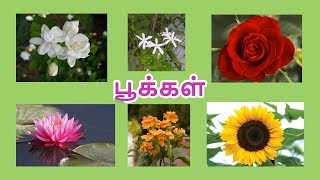 பூக்கள் | மலர்கள் | Learn flower name in Tamil for kids and children