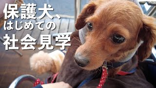 保護犬、初めての社会見学。【Day46・47】