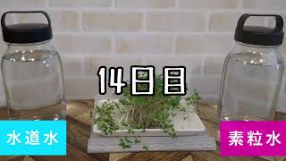 【実験】ワンウォーターecoの素粒水と水道水で植物は反応するのか⁉︎｜プレマチャンネル