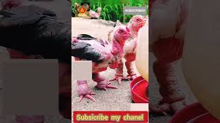 پیارے پیارے مختلف اقسام کے خوبصورت مرغے very imprasive video