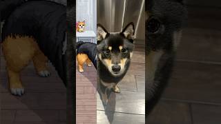 もしも愛犬がゲームのキャラクターになったら... #豆柴 #柴犬 #子犬 #犬 #ペット #mameshiba  #shiba #puppy #dog #pets