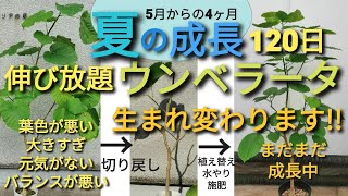 必見！お困りウンベラータの蘇り120日　剪定後こうなります！　house plants