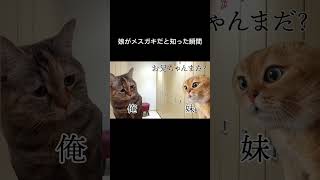 娘がメスガキだと知った瞬間 #猫ミーム #catmemes