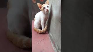 My sister found this cute little kitty 🐈🐱     Subscribe for more...    #kitten #animalshorts