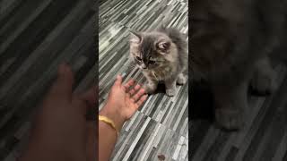 അവർ അഞ്ചു പേരും പോയി#youtubeshorts #minivlog 99#shortvideo #catlover #catvideos #catshorts