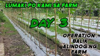 Lumaki po kami sa Farm. Operation balik alindog ng farm Day 3