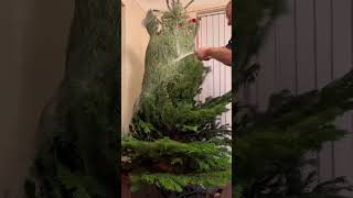 🎄Unwrapping our Christmas Tree| Most Satisfying #shorts #shortvideo #youtubeshorts #satisfying