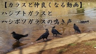 【カラスと仲良くなる動画】ハシブトガラスとハシボソガラスの鳴き声