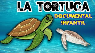 LA TORTUGA MARINA 🐢 🌊 | Videos educativos para niños | Animales marinos | Documentales para niños